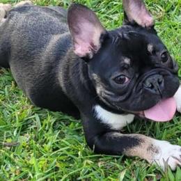 Boy 1 - Tricolors French Bulldog puppy in Florida from Brianna Hooks's French Bulldogs