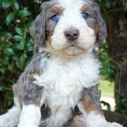 Wren - Merle male Bernedoodle puppy in Folsom, Louisiana from DoodlesFarmCo