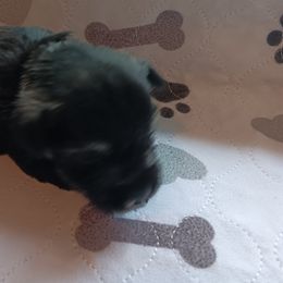 Boy 3 - Black and silver Miniature Schnauzer puppy in Asheville, North Carolina from Farbe Miniature Schnauzers