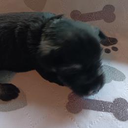 Boy 3 - Black and silver Miniature Schnauzer puppy in Asheville, North Carolina from Farbe Miniature Schnauzers
