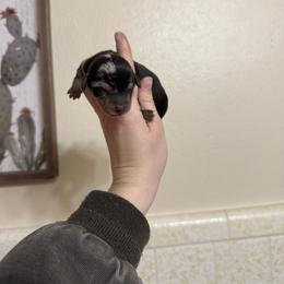 Girl 1 - Dapple female Dachshund puppy in Rising Star, Texas from Boring Weenies