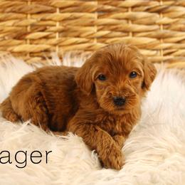 Jager - Red  male Goldendoodle puppy in Casa Grande, Arizona from AzDoodle Dandies