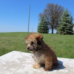 Latte - Cafe au lait female Poodle puppy in Hopkins, Missouri from Mowry Creek Mini Aussiedoodles and More