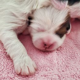 Coton de Tulear Puppies from Columbia Gorge Cotons