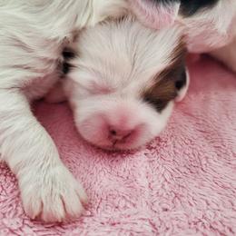 Coton de Tulear Puppies from Columbia Gorge Cotons
