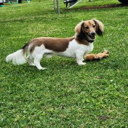 Dachshund Puppies from EB's Cajun Lil' Doxies