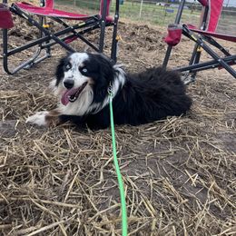 Boomer - Miniature Australian Shepherd