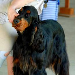 Porter - Gordon Setter