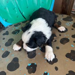 Black Tri 2 - Black tri male Toy Australian Shepherd puppy in Hawley, Texas from Foxy’s Dachshunds & Toy Aussies