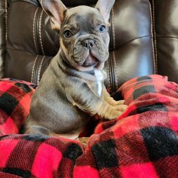 French Bulldog Puppies from BF Frenchie's