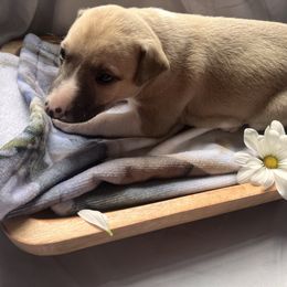 Chip - White and fawn male Whippet puppy in London, Kentucky from Tigger’s Whippets