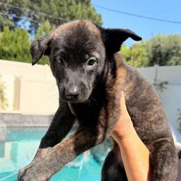 Munchkin - Gold brindle female Dutch Shepherd puppy in Sherman Oaks, California from Elite K9 Group