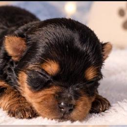 Pixie - Black and tan female Yorkshire Terrier puppy in Broxton, Georgia from More Than Family