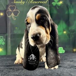 Smoky - Black white and brown male Basset Hound puppy in Dingess, West Virginia from Tuckers' Howling Hounds