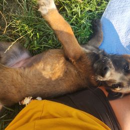 Belgian Malinois and Labrador Retriever Puppies from Wings of Freedom Retrievers and Malinois