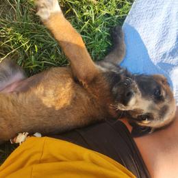 Belgian Malinois and Labrador Retriever Puppies from Wings of Freedom Retrievers and Malinois