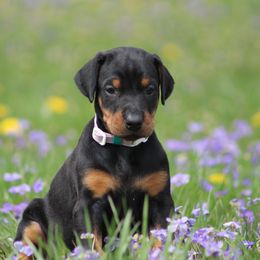 Doberman Pinscher and Giant Schnauzer Puppies from 32 Farms