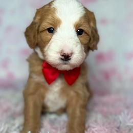 Nova  - Red - Red female Bernedoodle puppy in Yuciapa, California from AlltheDoodlez_
