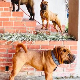 Chinese Shar-Pei from ENZI PEI
