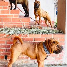 Chinese Shar-Pei from ENZI PEI