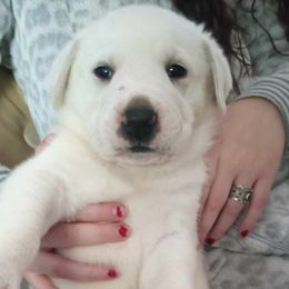 Bautista - Central Asian Shepherd Dog puppy in Staunton, Virginia from Spinaz de Can