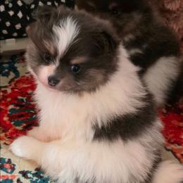 Adkpom Felicity AKC registered 3500 - Blue and tan parti female Pomeranian puppy in Gloversville, New York from ADKPOM Adirondack Pomeranians