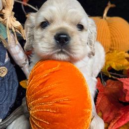 Biscuit - Buff male Cocker Spaniel puppy in Greers Ferry, Arkansas from Lake Area Cuddly Cockers