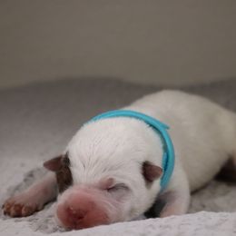 Dallas - Red speckled male Australian Cattle Dog puppy in Tucson, Arizona from Socattleranch’s Corgi’s