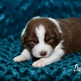 Australian Shepherd, Miniature American Shepherd, Miniature Australian Shepherd, and Toy Australian Shepherd Puppies from Painted Blue Aussies