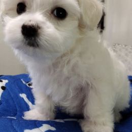 Maltese from The Puppy Patch