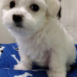 Maltese from The Puppy Patch