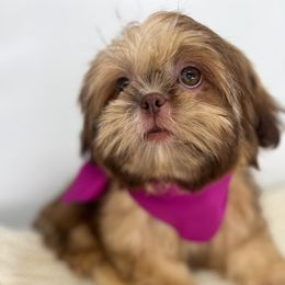 Itsa - Brindle Shih Tzu puppy in Texas from Shihtzu Legacy