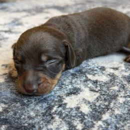 Chocolate boy - Chocolate and tan male Dachshund puppy in Woodward, Oklahoma from Oklahoma AKC Miniature Dachshunds