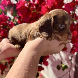 Rowan - AKC - Chocolate and cream male Dachshund puppy in Englewood, Florida from Dach of Doxies