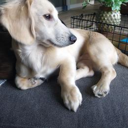 Jackson - Dachshund