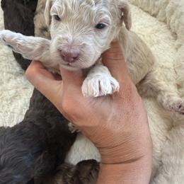 Puppy pick 3 girl - Cream female Goldendoodle puppy in Natural Bridge, Virginia from Padgetts Hill Puppies