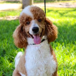 Ruby - Poodle