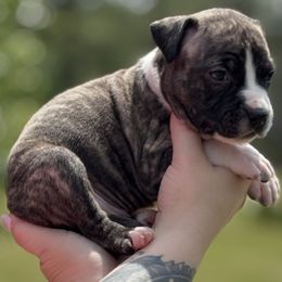 Damon - Black brindle American Staffordshire Terrier puppy in Lizella, Georgia from Àine Amstaffs