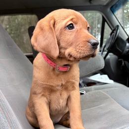 Prancer - Yellow female Labrador Retriever puppy in Grants Pass, Oregon from KnR Antler Dogs