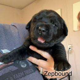Zepbound - Black male Labrador Retriever puppy in South Lyon, Michigan from Matoskah Meadows Labradors