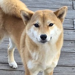 Boston Terriers and Shiba Inu from Diamonds In The Ruff Boston Terriers & Shiba Inus