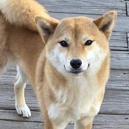 Boston Terriers and Shiba Inu from Diamonds In The Ruff Boston Terriers & Shiba Inus