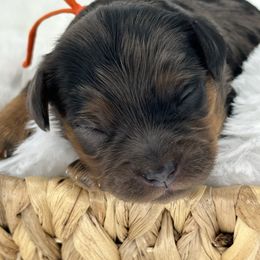 Mr Orange - Merle male Cavapoo puppy in Georgetown, Texas from Mc Doodles of Texas LLC