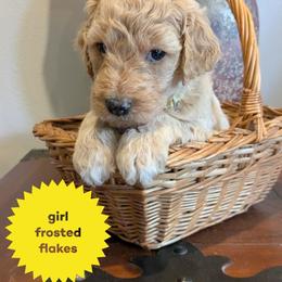 Frosted Flakes - Cream female Goldendoodle puppy in Cambridge, Minnesota from Country Meadow Doodles