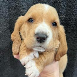 Oh Henry (gray) - Red and white male Basset Hound puppy in Kingsport, Tennessee from Bear’s Bassets