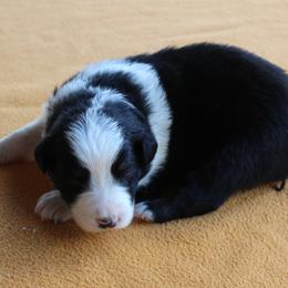 Cameron - Black tri-color male Australian Shepherd puppy in Kansas, Oklahoma from Windy G Farm