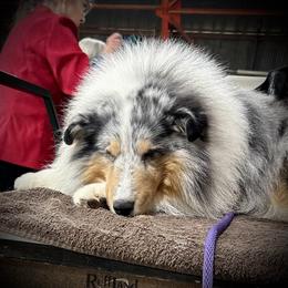 Shetland Sheepdog All Grown Up from Pat's Shetland Sheepdogs