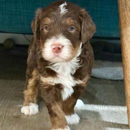 Drew - Brown male Bernedoodle puppy in California from Cam’s Doodlez