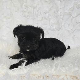Boy 2 - Parti male Yorkshire Terrier puppy in Wellington, Colorado from Northern Colorado Yorkies