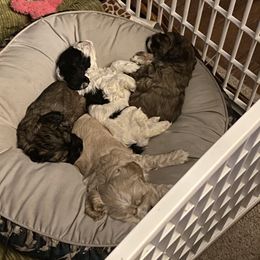 Cocker Spaniel Puppies from Kaleidoscopic Creations